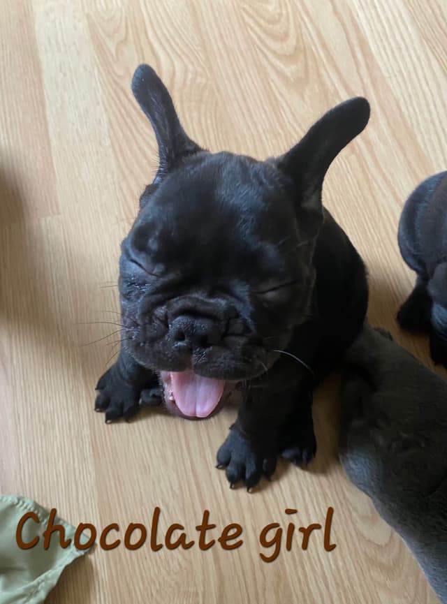 French Bulldog Puppies media 9