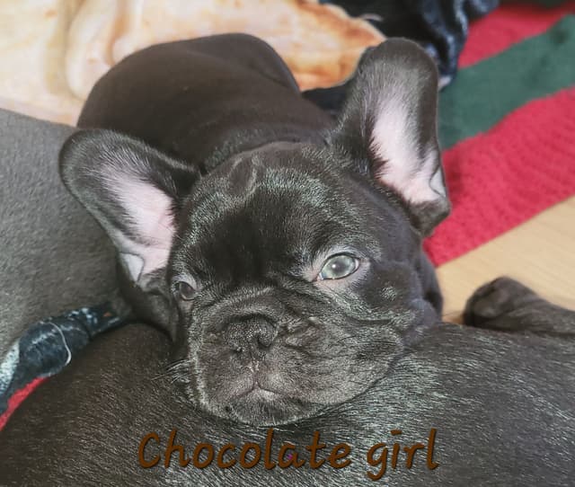 French Bulldog Puppies media 10