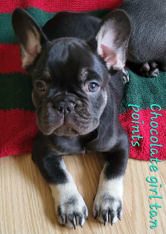 French Bulldog Puppies media 27