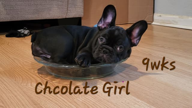 French Bulldog Puppies media 16