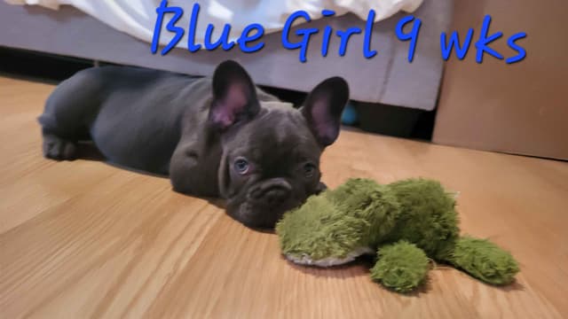 French Bulldog Puppies media 6