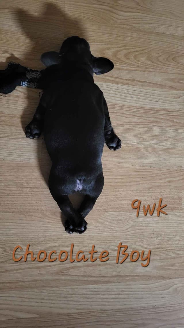 French Bulldog Puppies media 25
