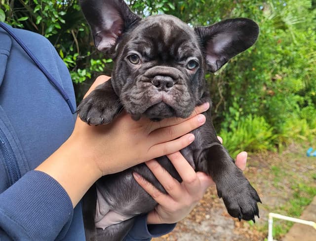 French Bulldog Puppies media 17