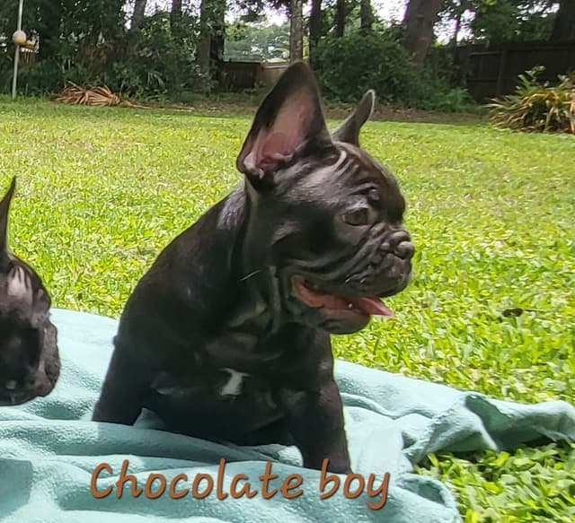 French Bulldog Puppies media 18