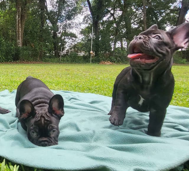French Bulldog Puppies media 19