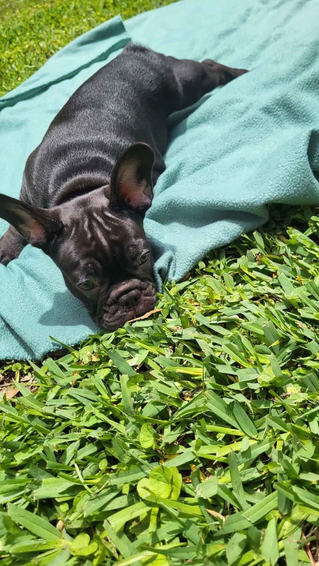 French Bulldog Puppies media 26