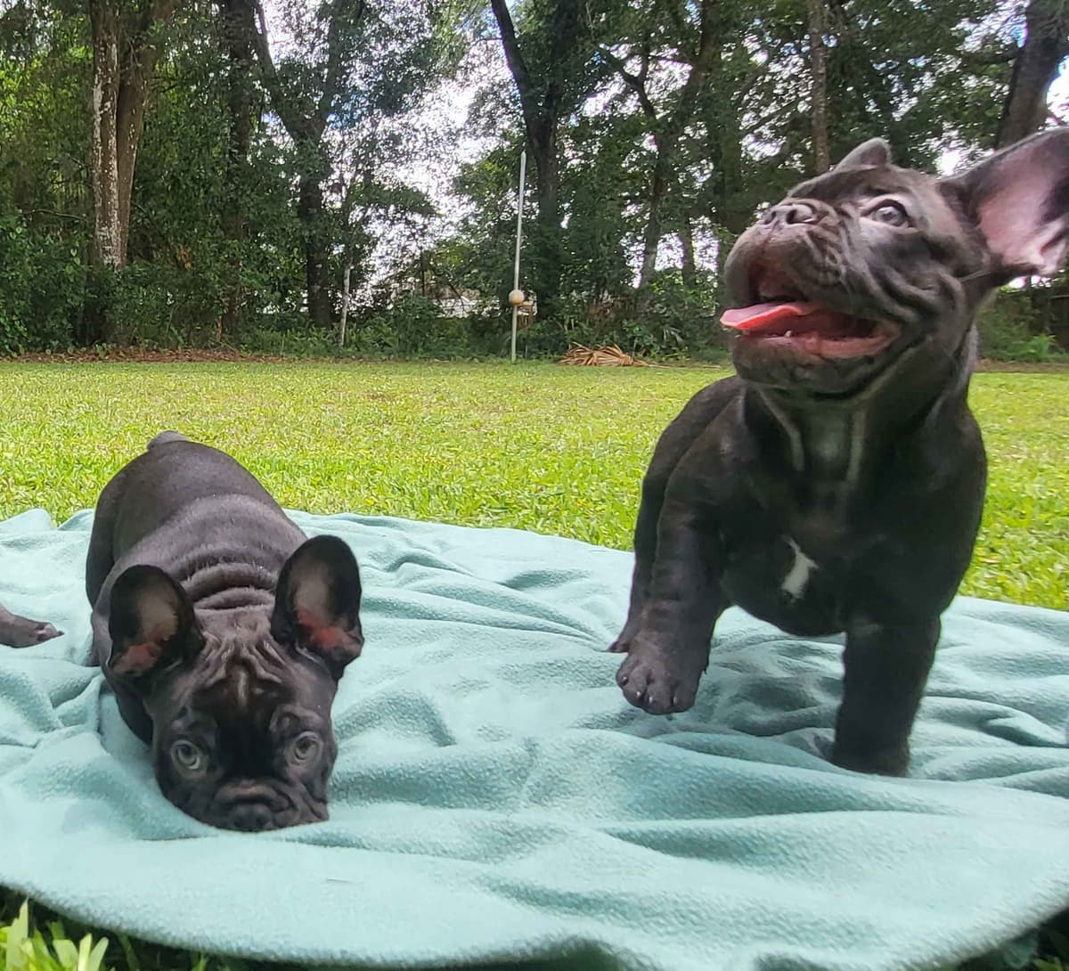 French Bulldog Puppies breeder image 6
