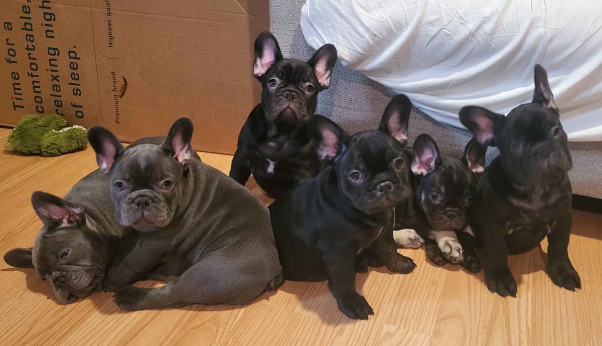 French Bulldog Puppies breeder image 7