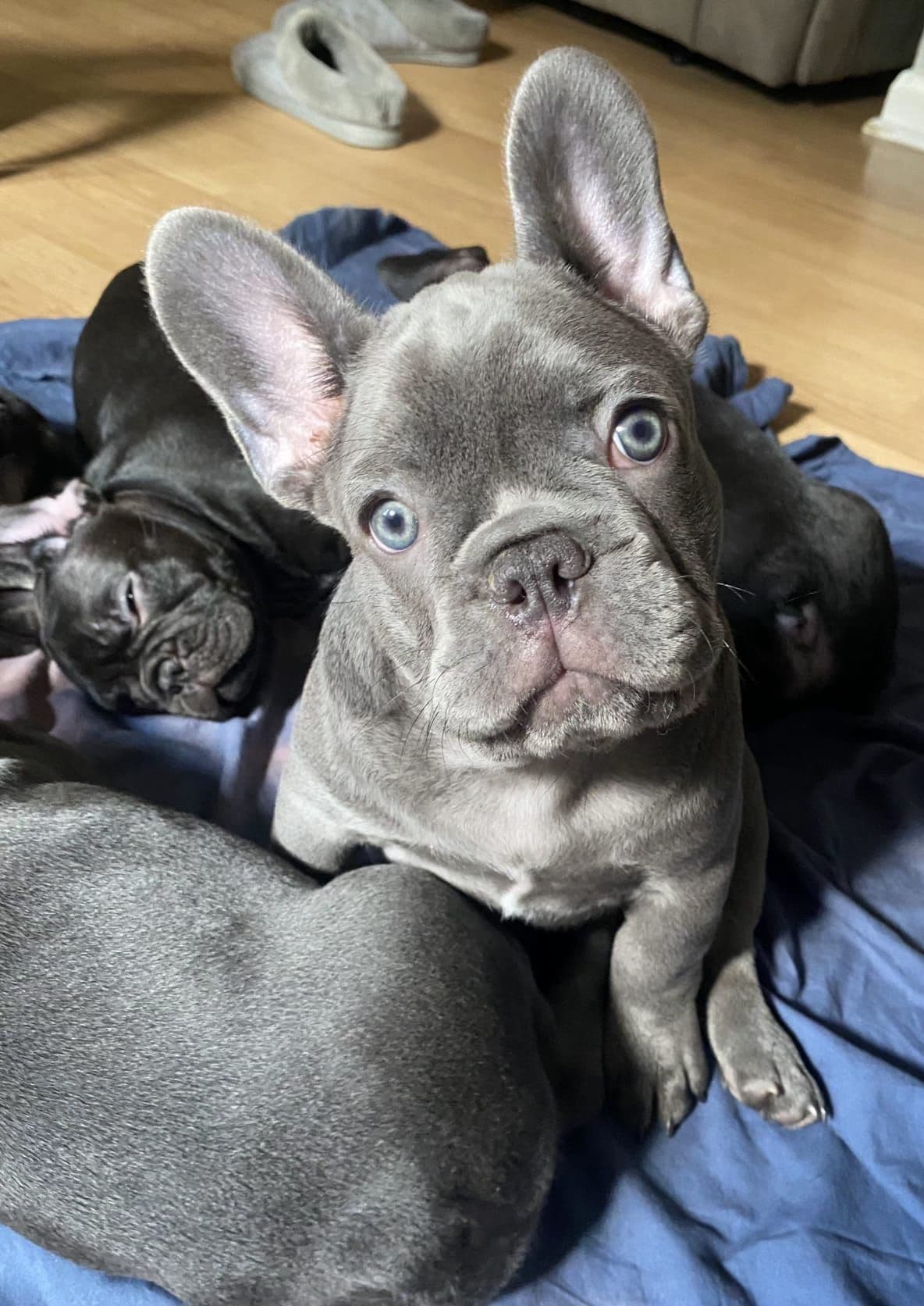 French Bulldog Puppies breeder image 5