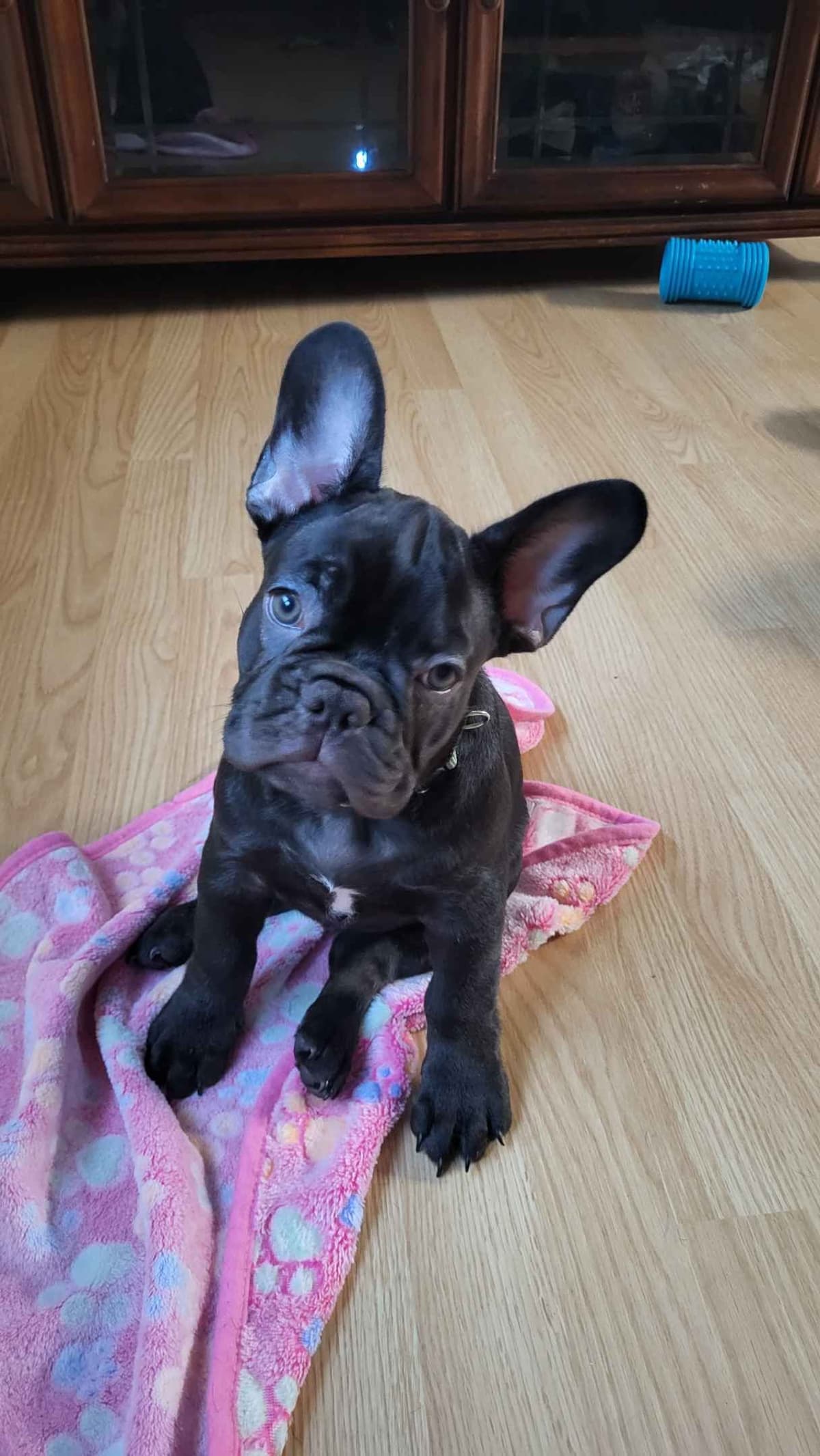 French Bulldog Puppies breeder image 8