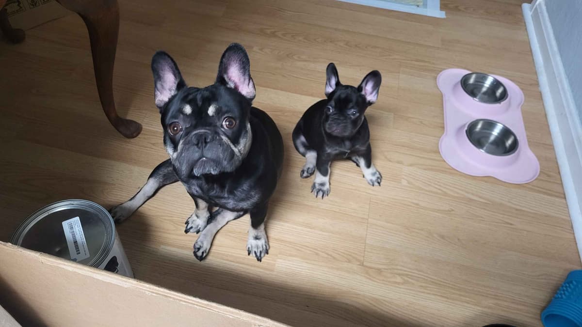 French Bulldog Puppies breeder image 9