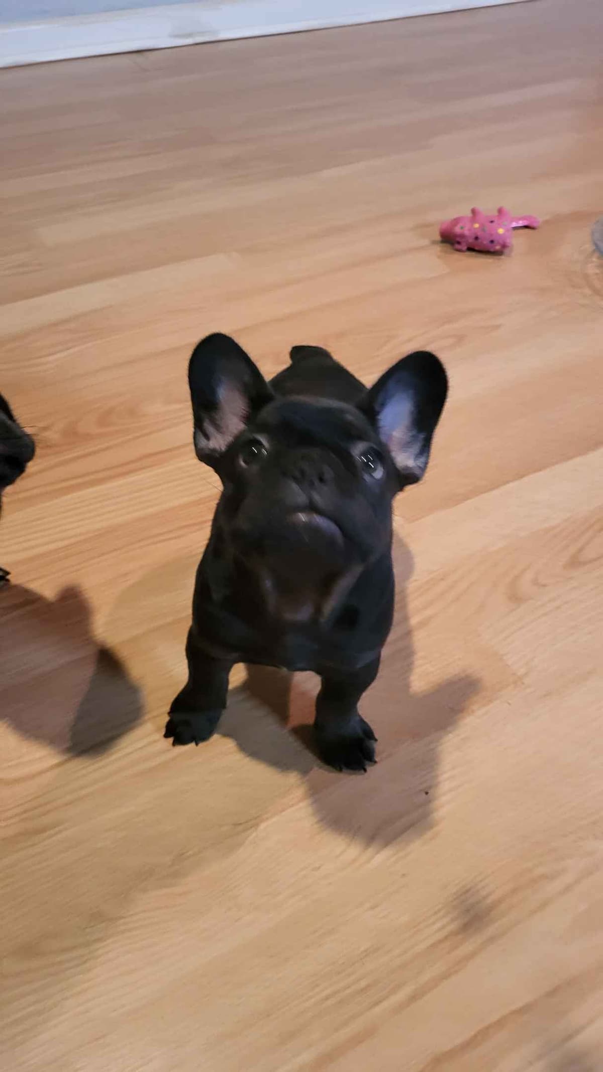 French Bulldog Puppies breeder image 10