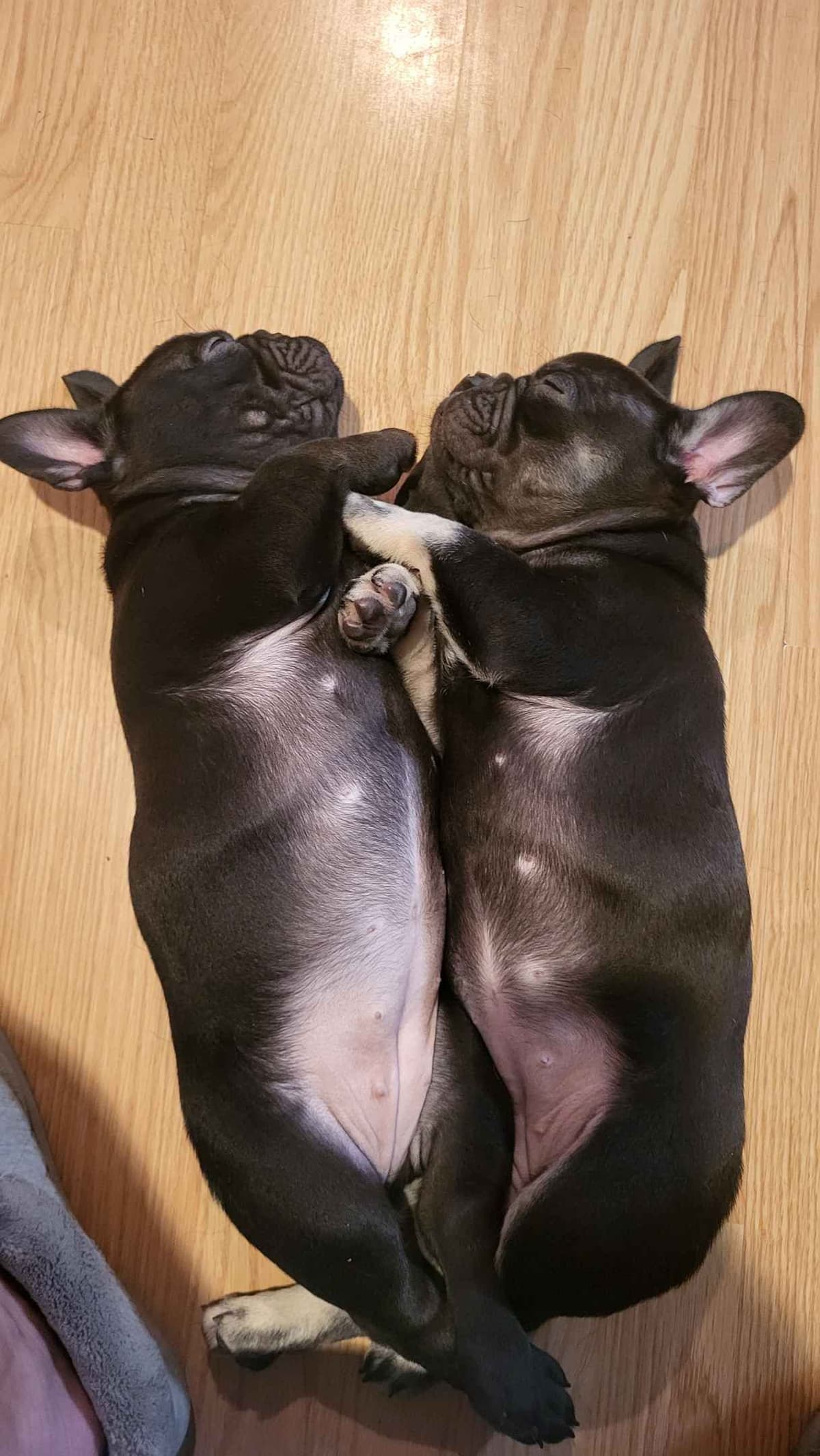 French Bulldog Puppies breeder image 11