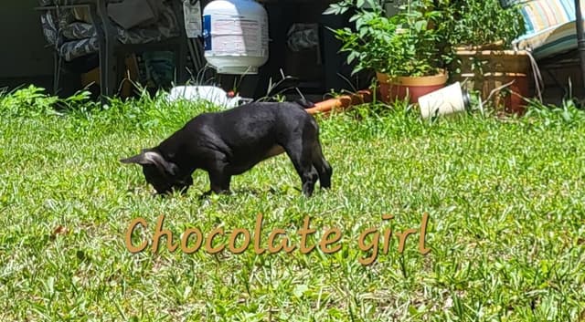 French Bulldog Puppies media 11