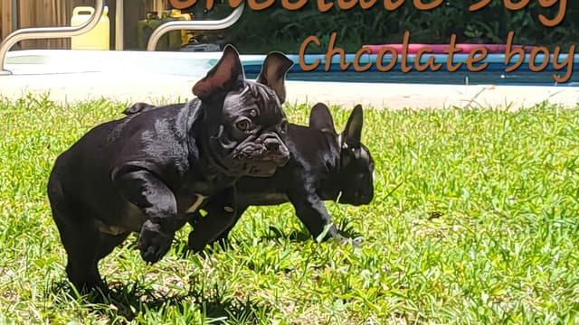 French Bulldog Puppies media 20