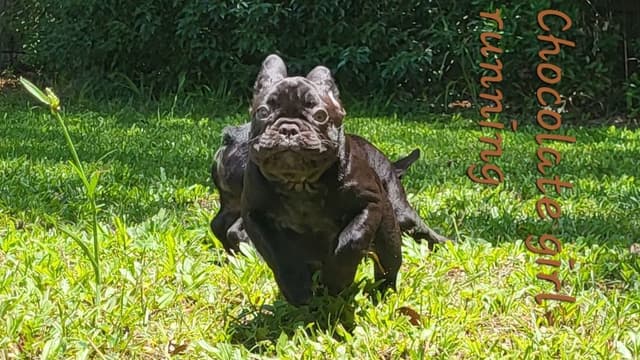 French Bulldog Puppies media 12