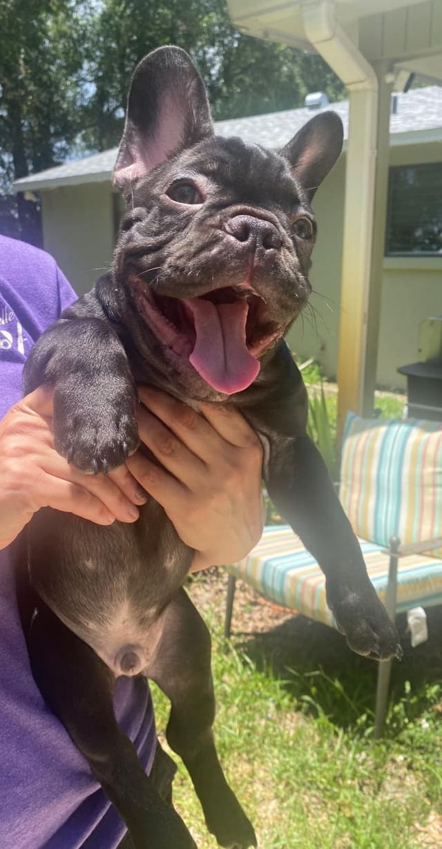 French Bulldog Puppies media 23