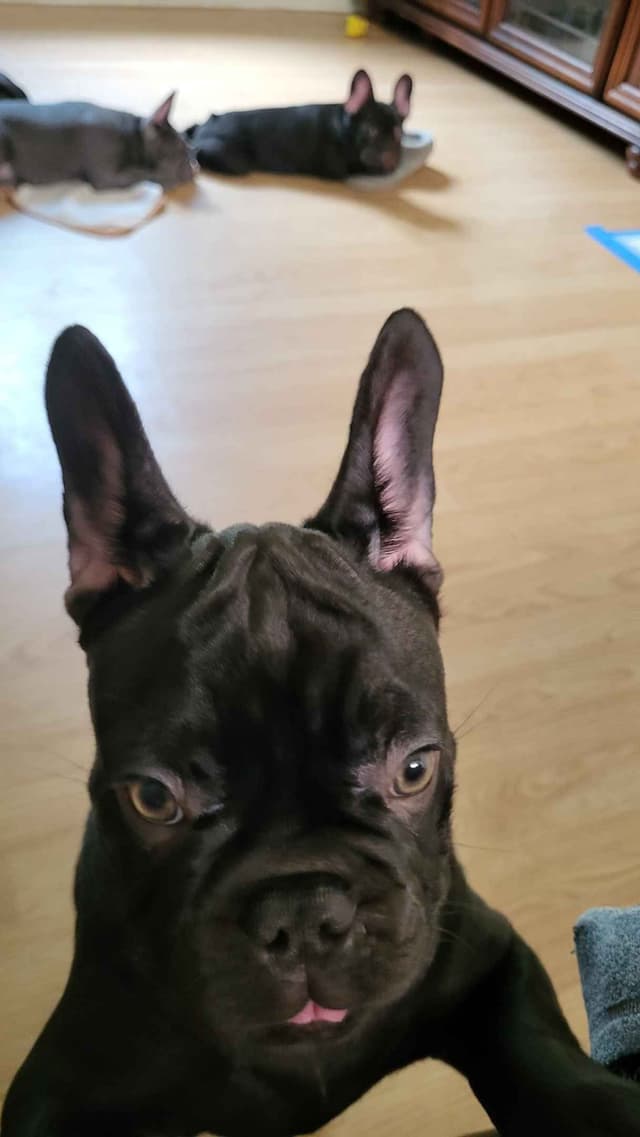 French Bulldog Puppies media 15
