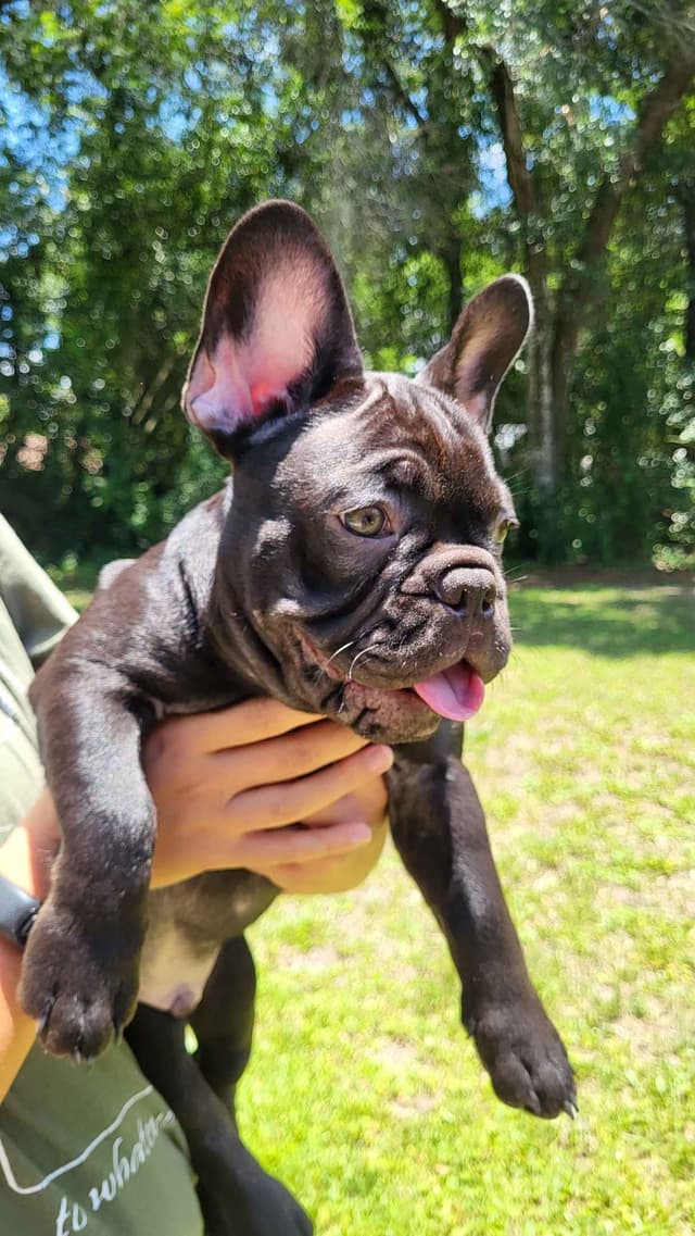 French Bulldog Puppies media 22