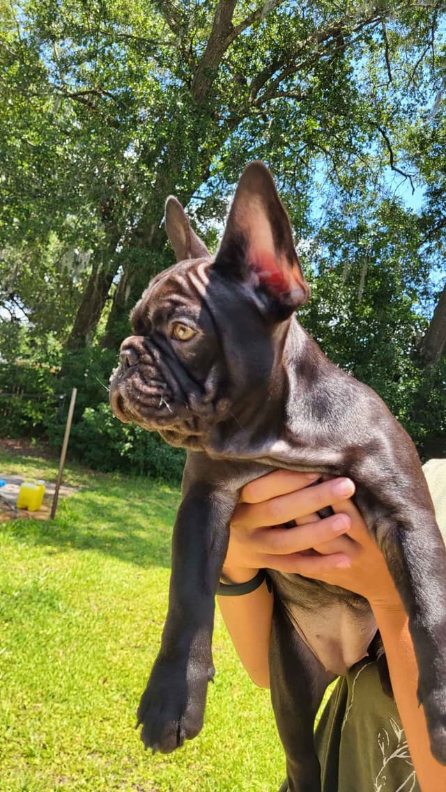 French Bulldog Puppies media 13