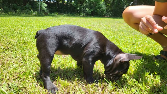 French Bulldog Puppies media 14