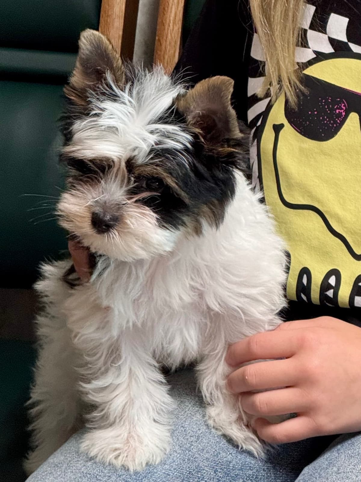 Yorkshire Terrier Puppies breeder image 2