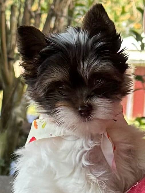 Yorkshire Terrier Puppies breeder image 3