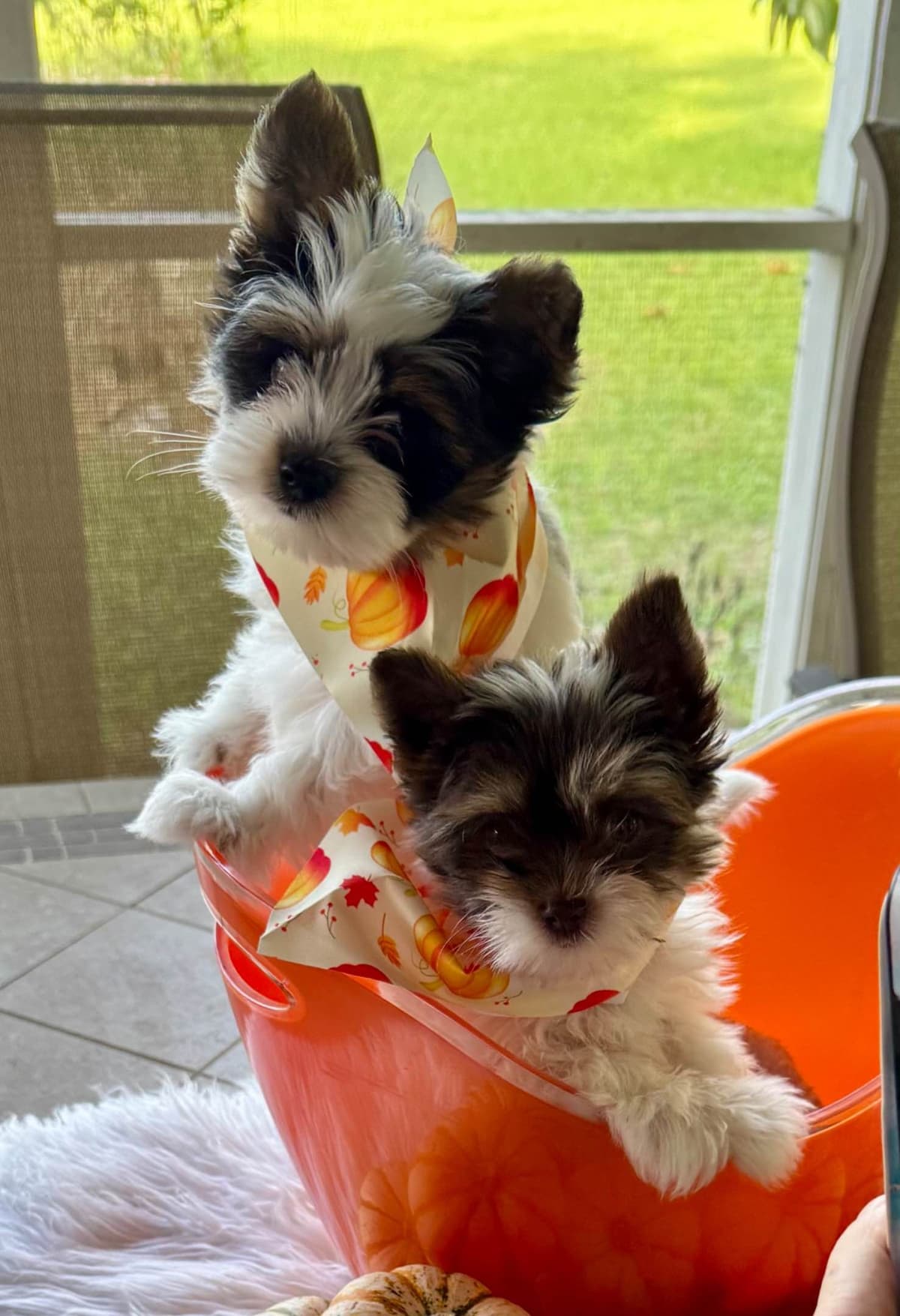 Yorkshire Terrier Puppies breeder image 4