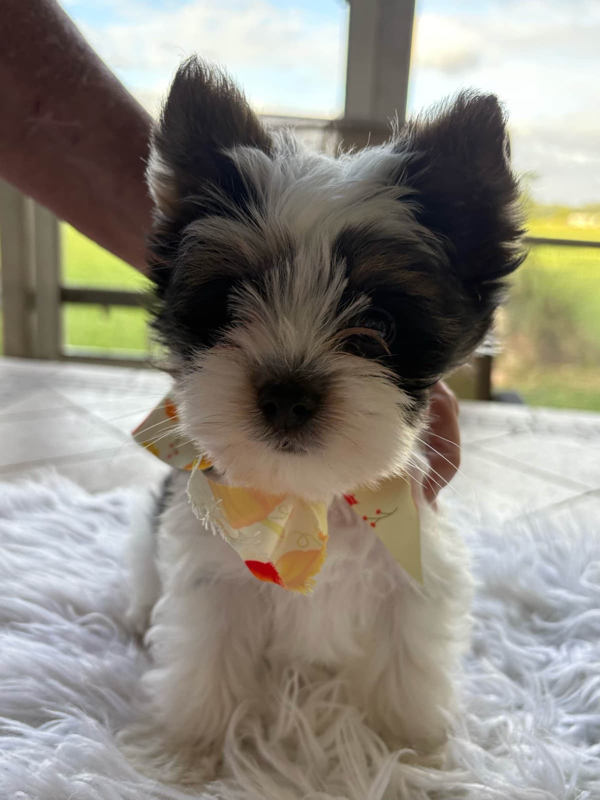 Yorkshire Terrier Puppies breeder image 5