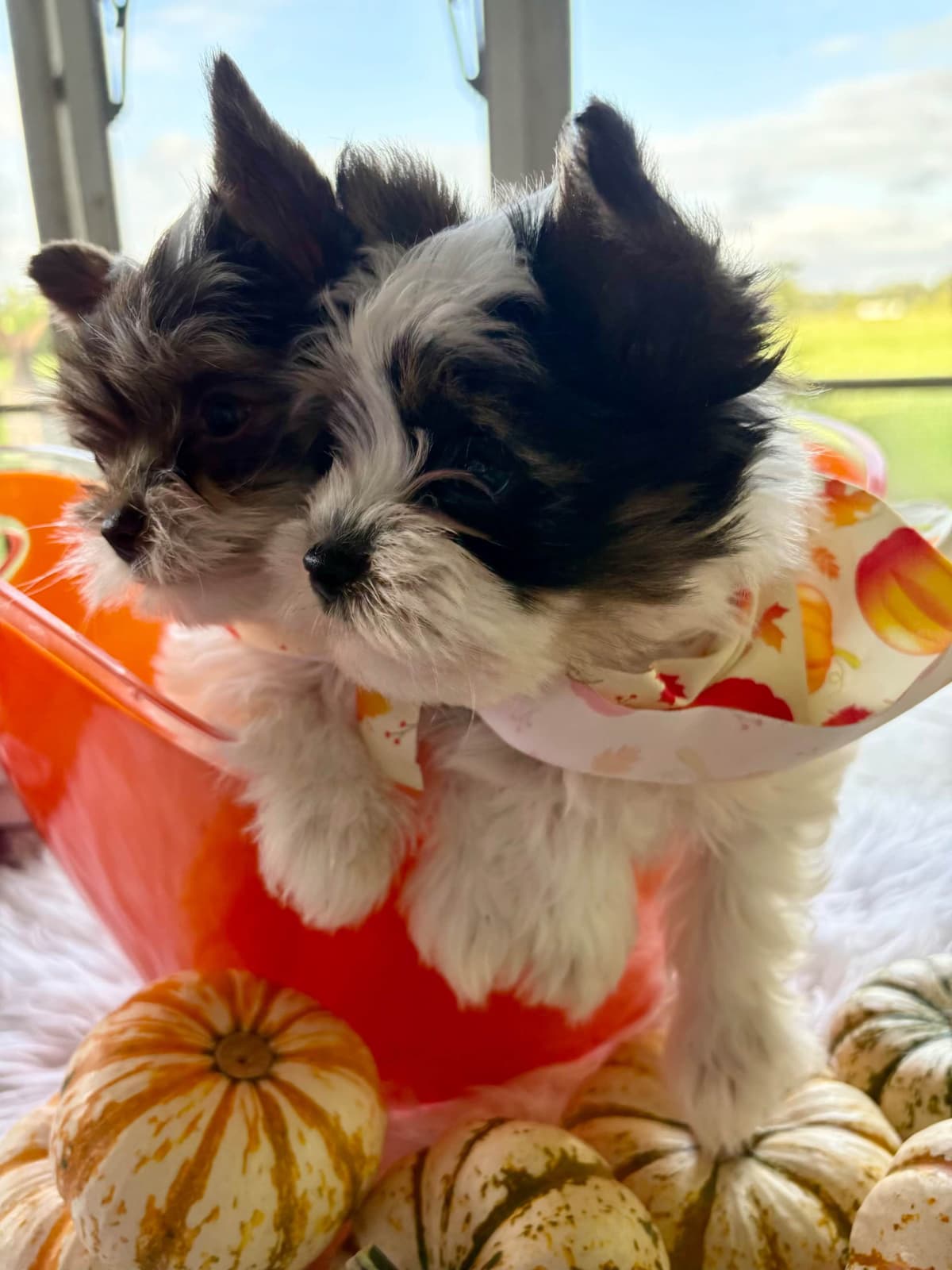 Yorkshire Terrier Puppies breeder image 6