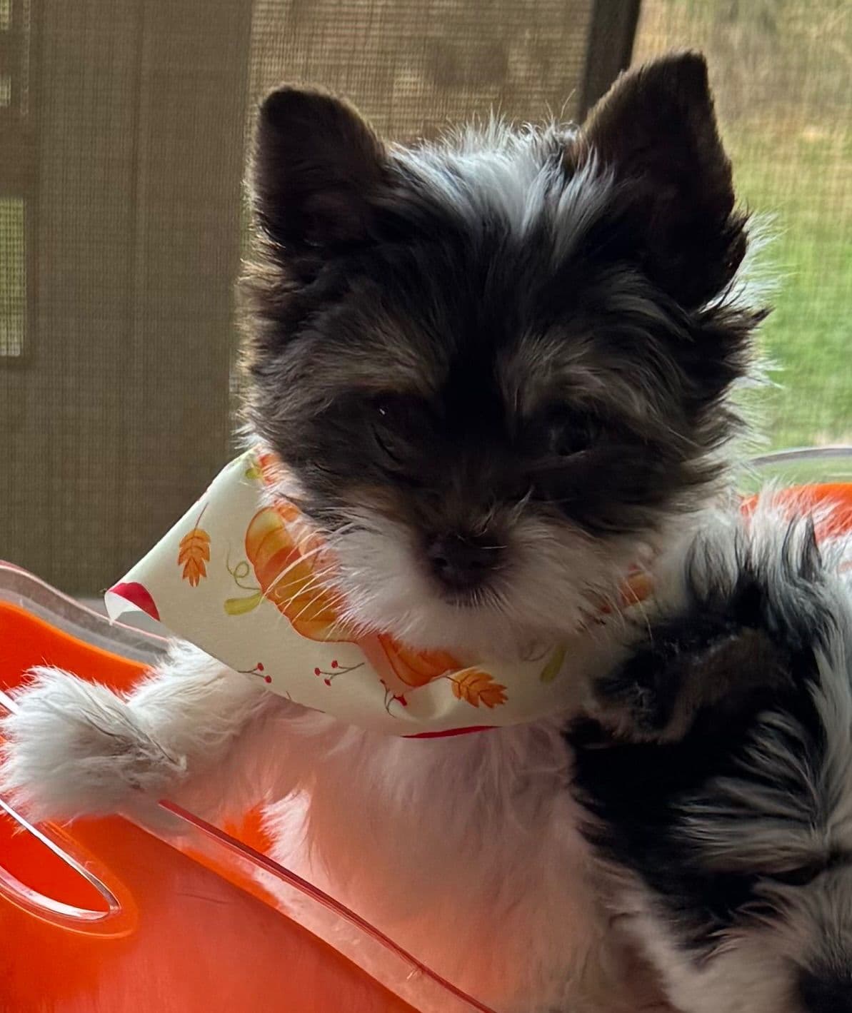Yorkshire Terrier Puppies breeder image 7