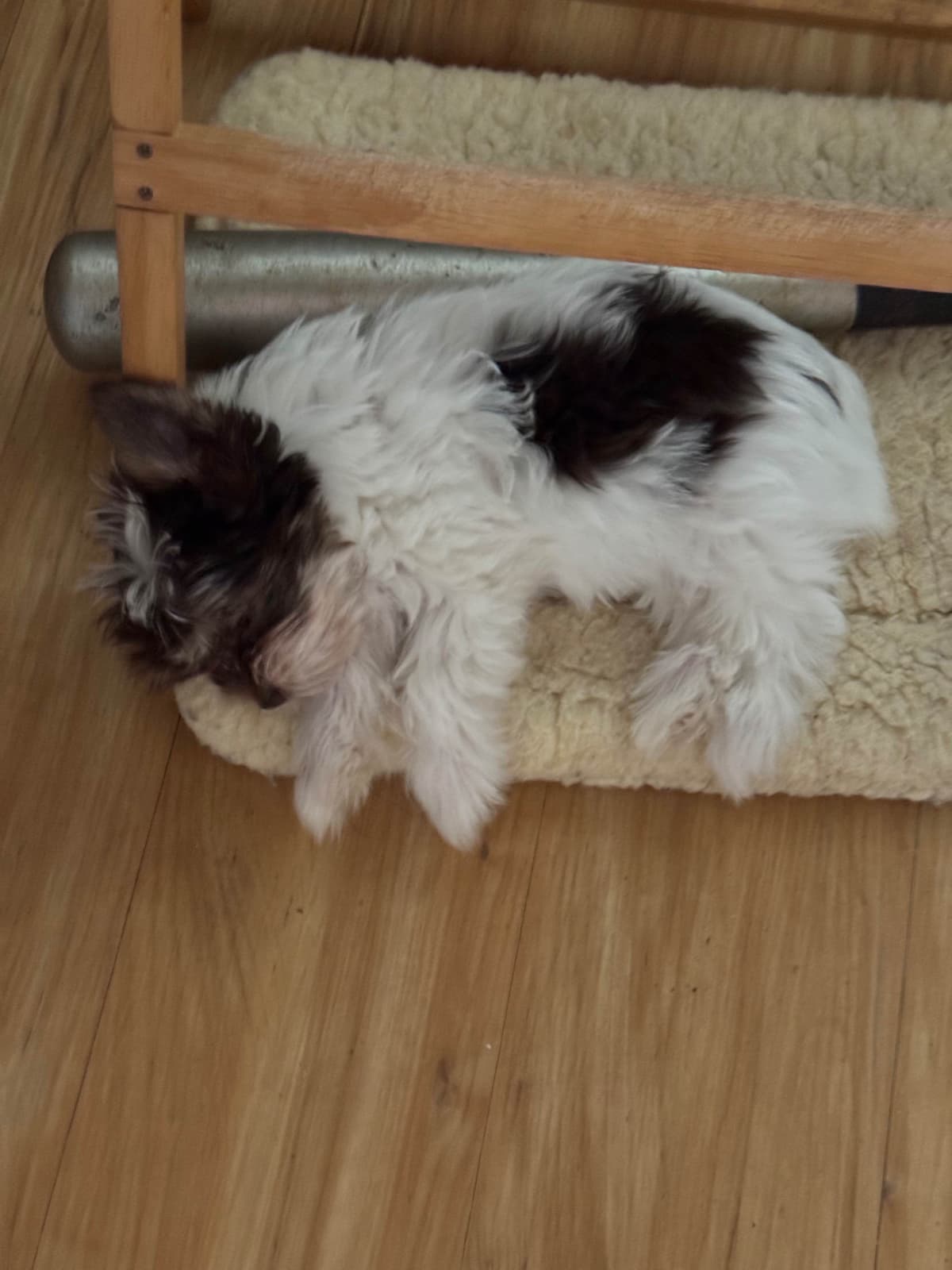 Yorkshire Terrier Puppies breeder image 8