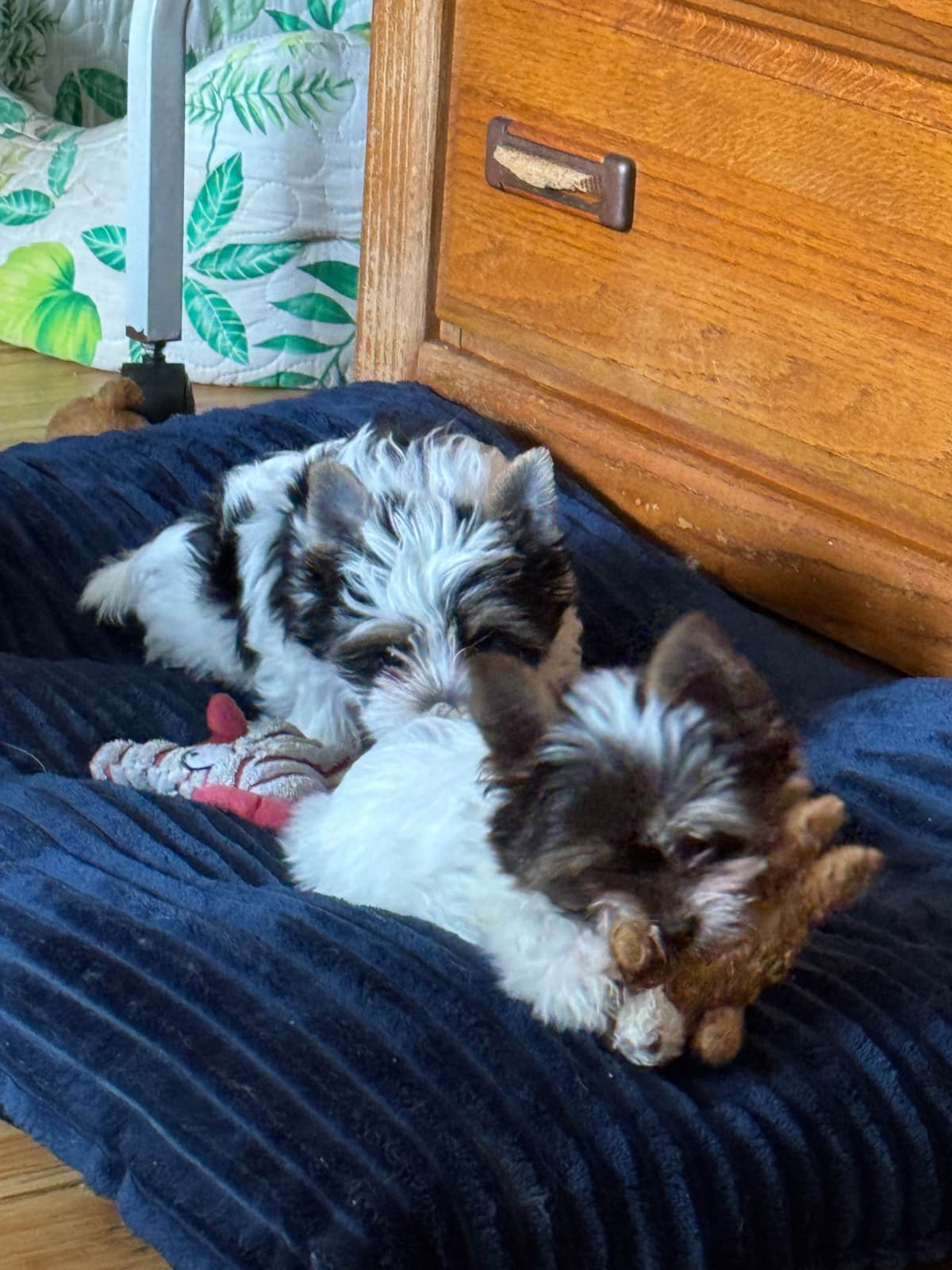 Yorkshire Terrier Puppies breeder image 9