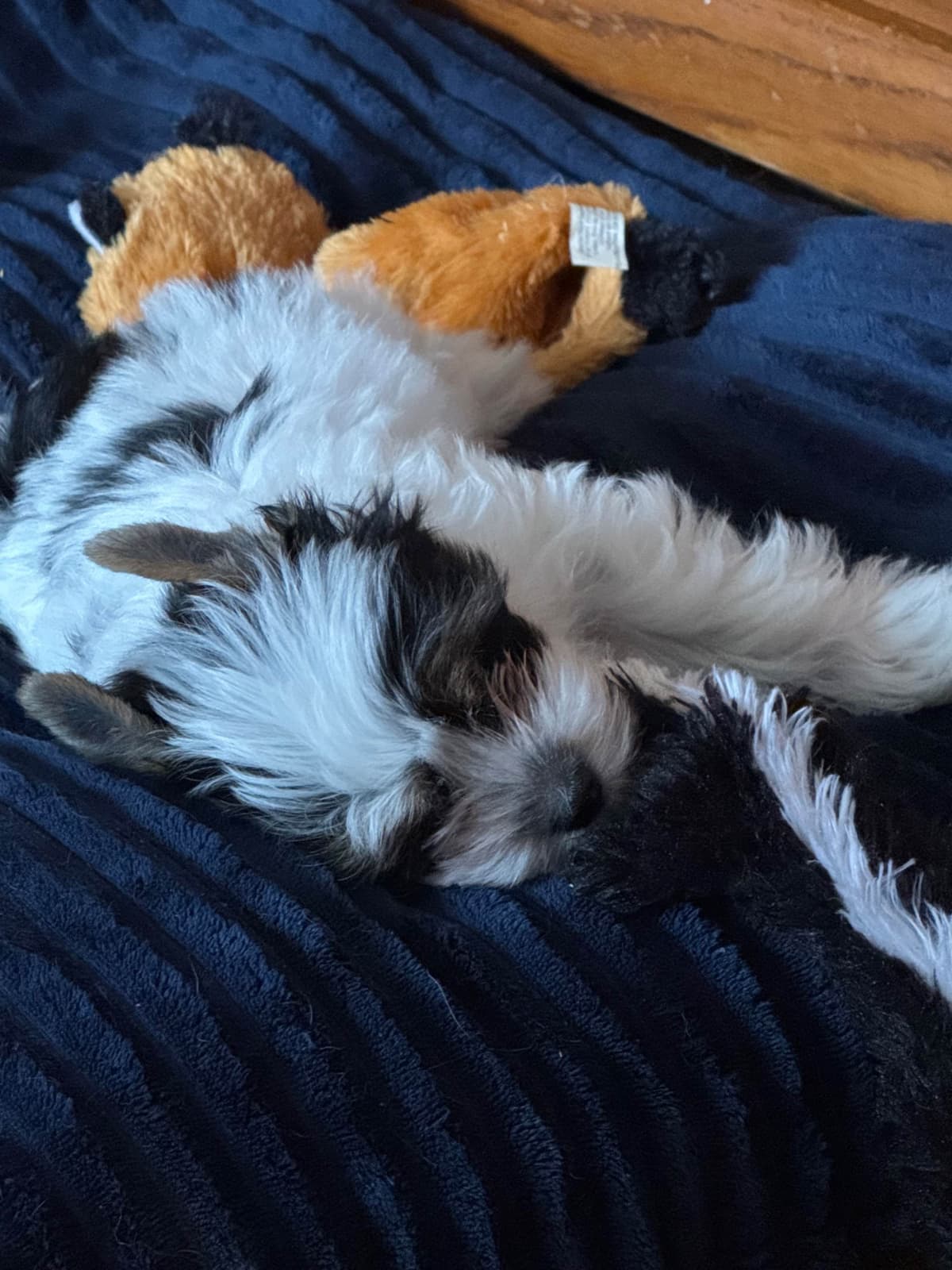 Yorkshire Terrier Puppies breeder image 10