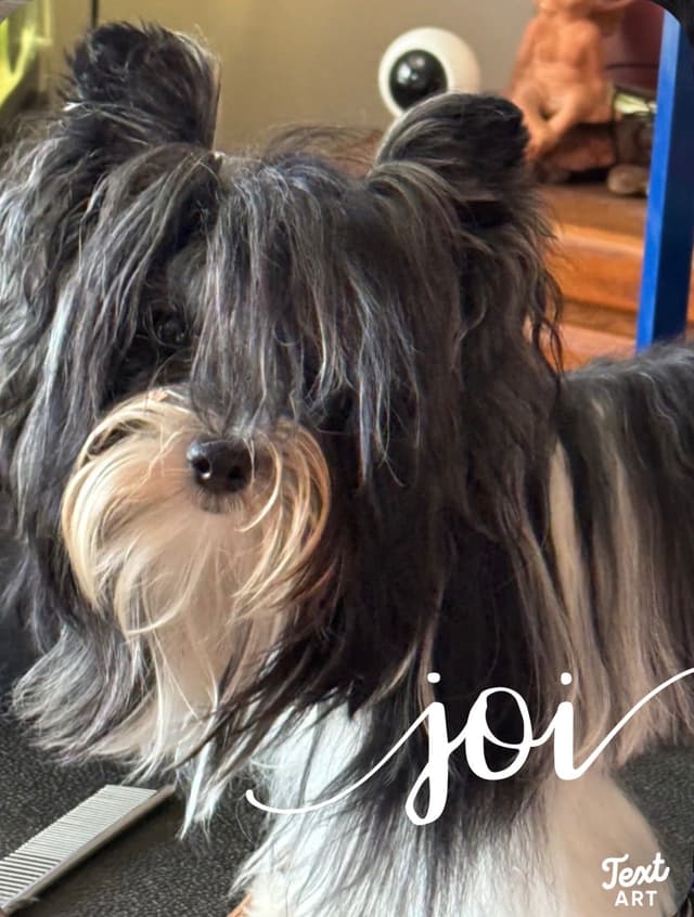 Yorkshire Terrier Puppies media 2