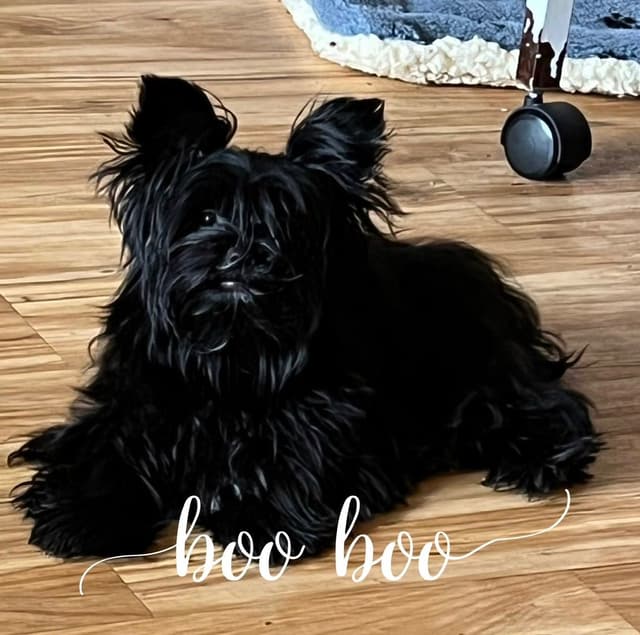 Yorkshire Terrier Puppies media 3