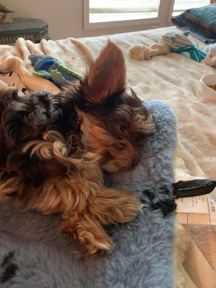Yorkshire Terrier Puppies breeder image 11