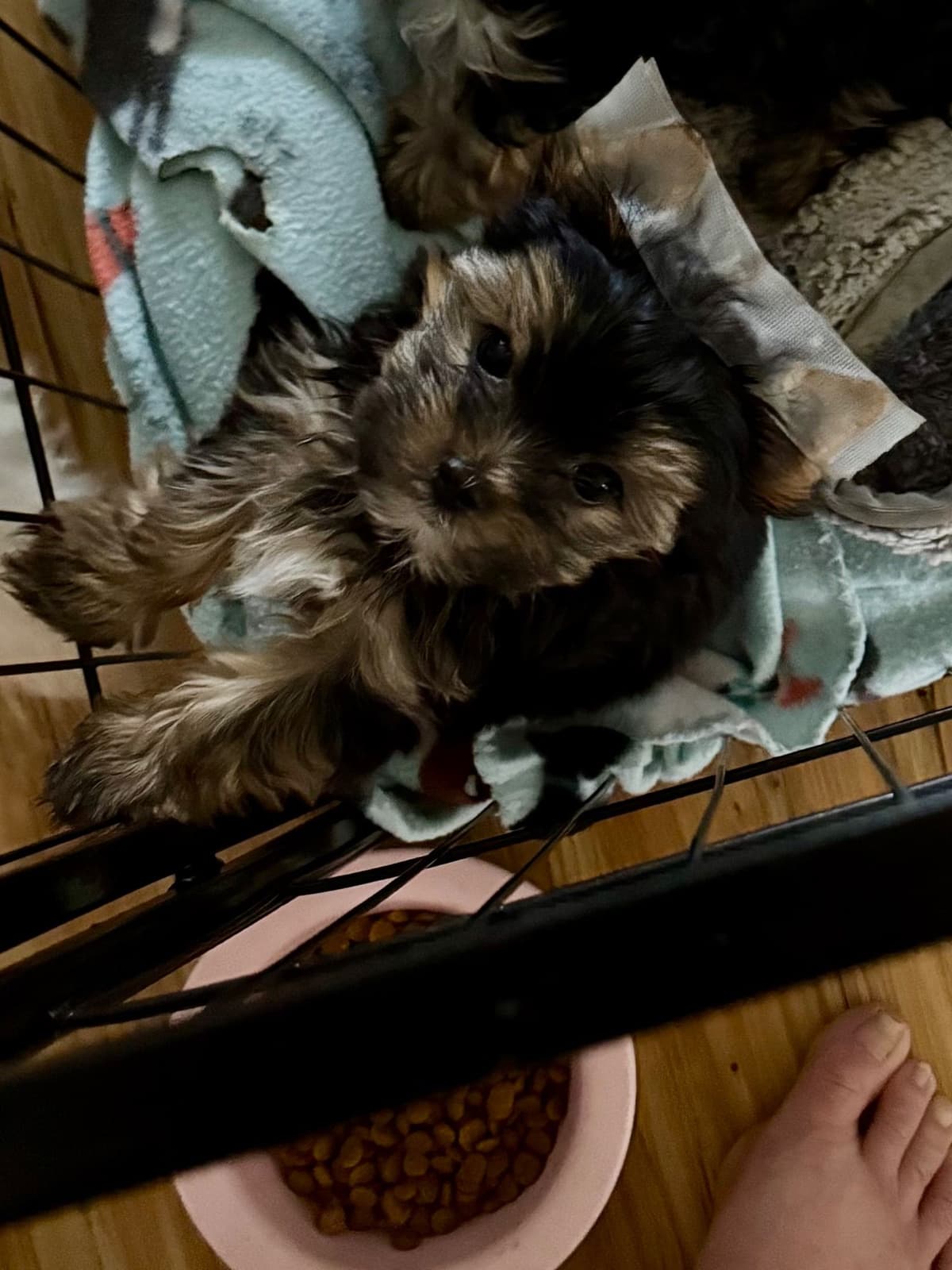 Yorkshire Terrier Puppies breeder image 13