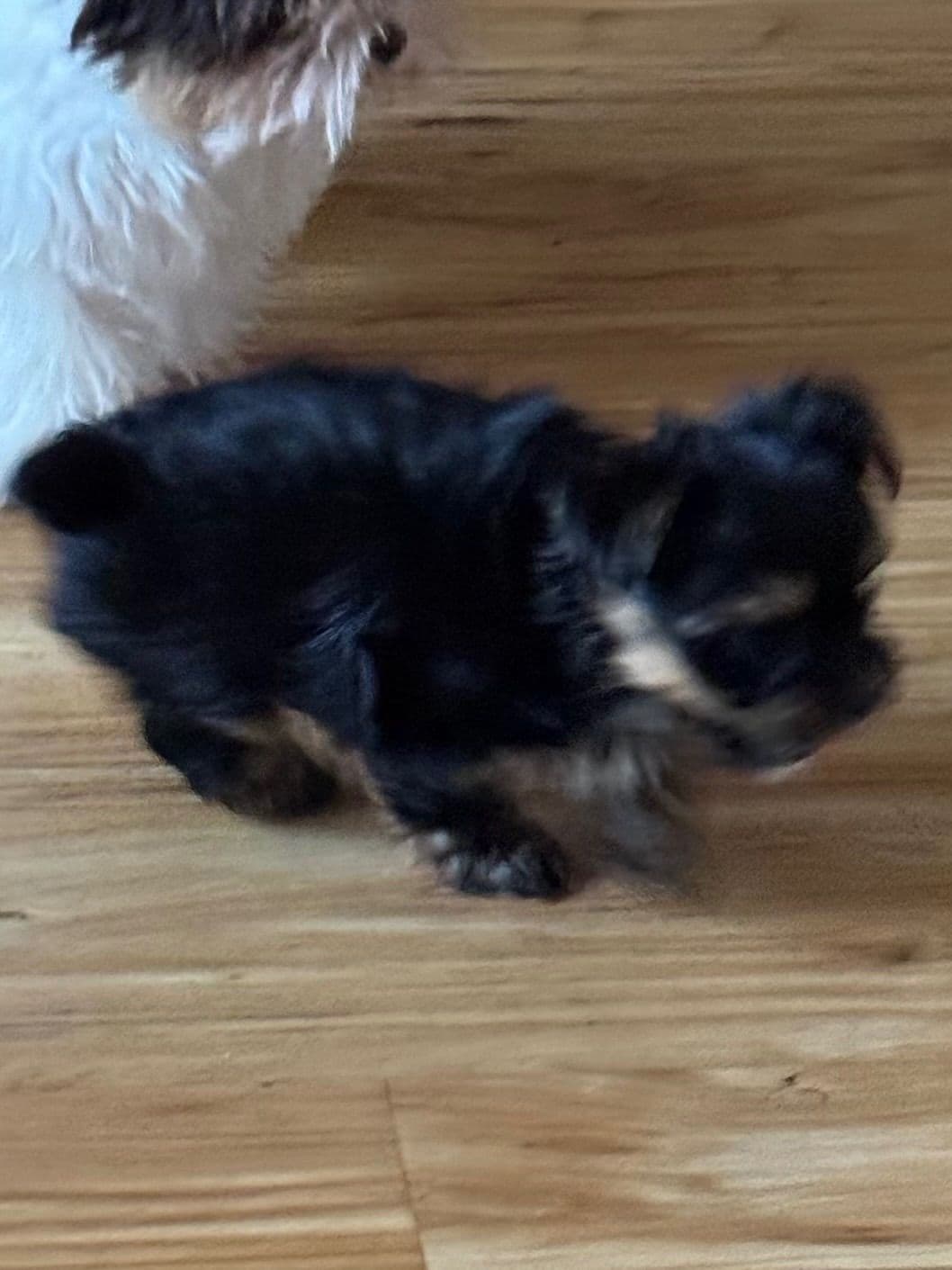 Yorkshire Terrier Puppies breeder image 14