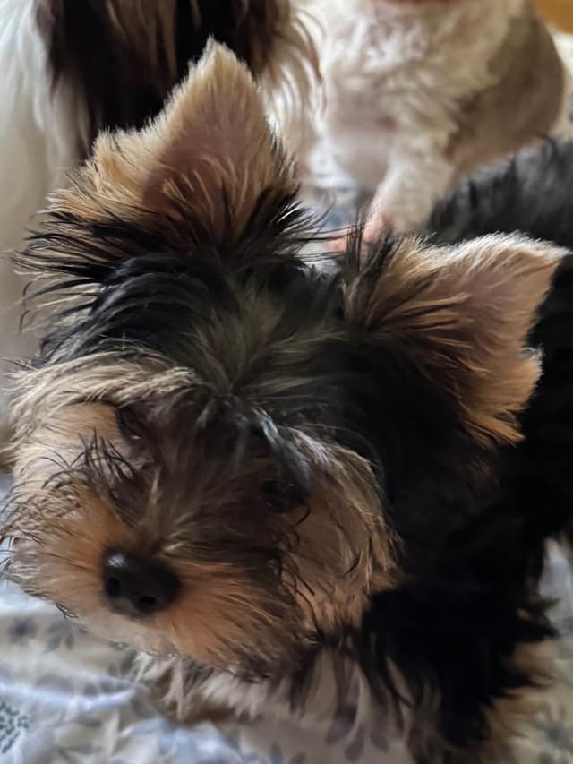Yorkshire Terrier Puppies media 5