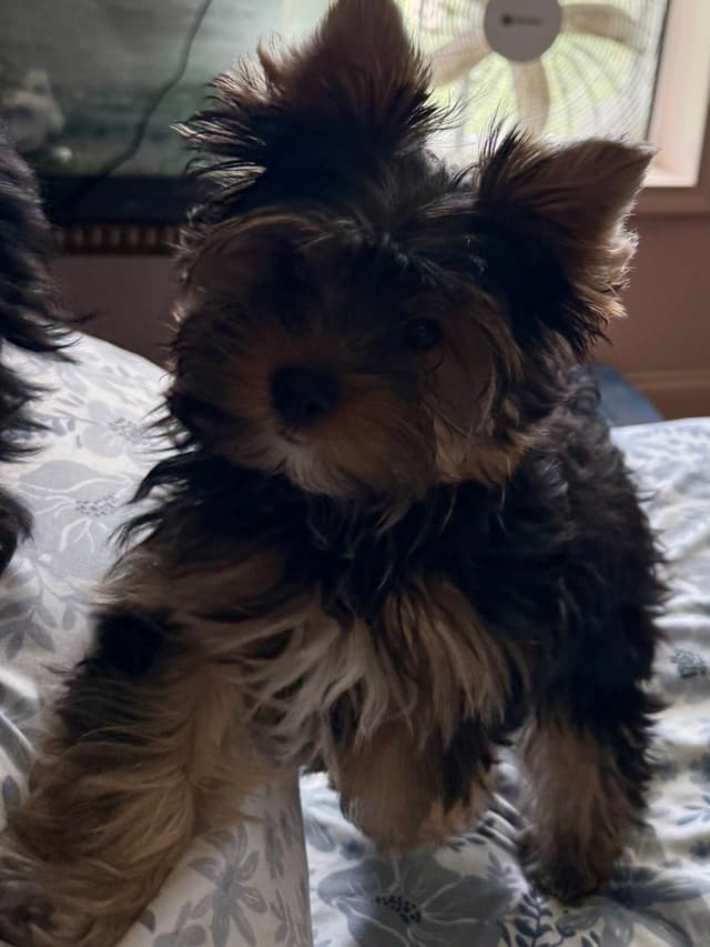 Yorkshire Terrier Puppies media 6