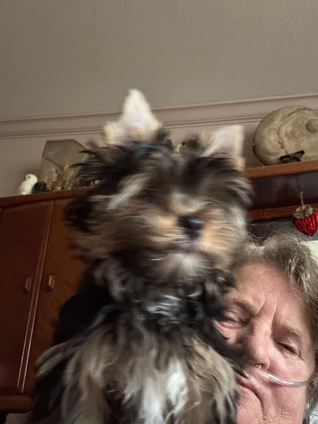 Yorkshire Terrier Puppies media 7