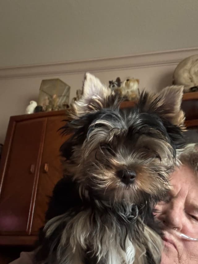Yorkshire Terrier Puppies media 8