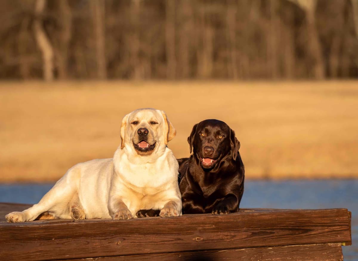 English Labrador Champion Bloodline Puppies breeder image 1