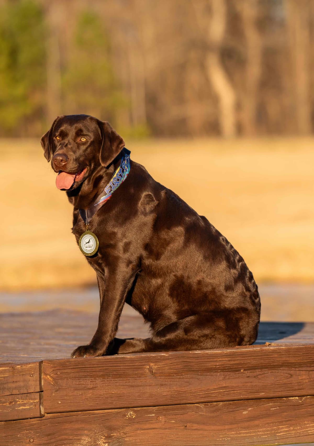 English Labrador Champion Bloodline Puppies breeder image 4