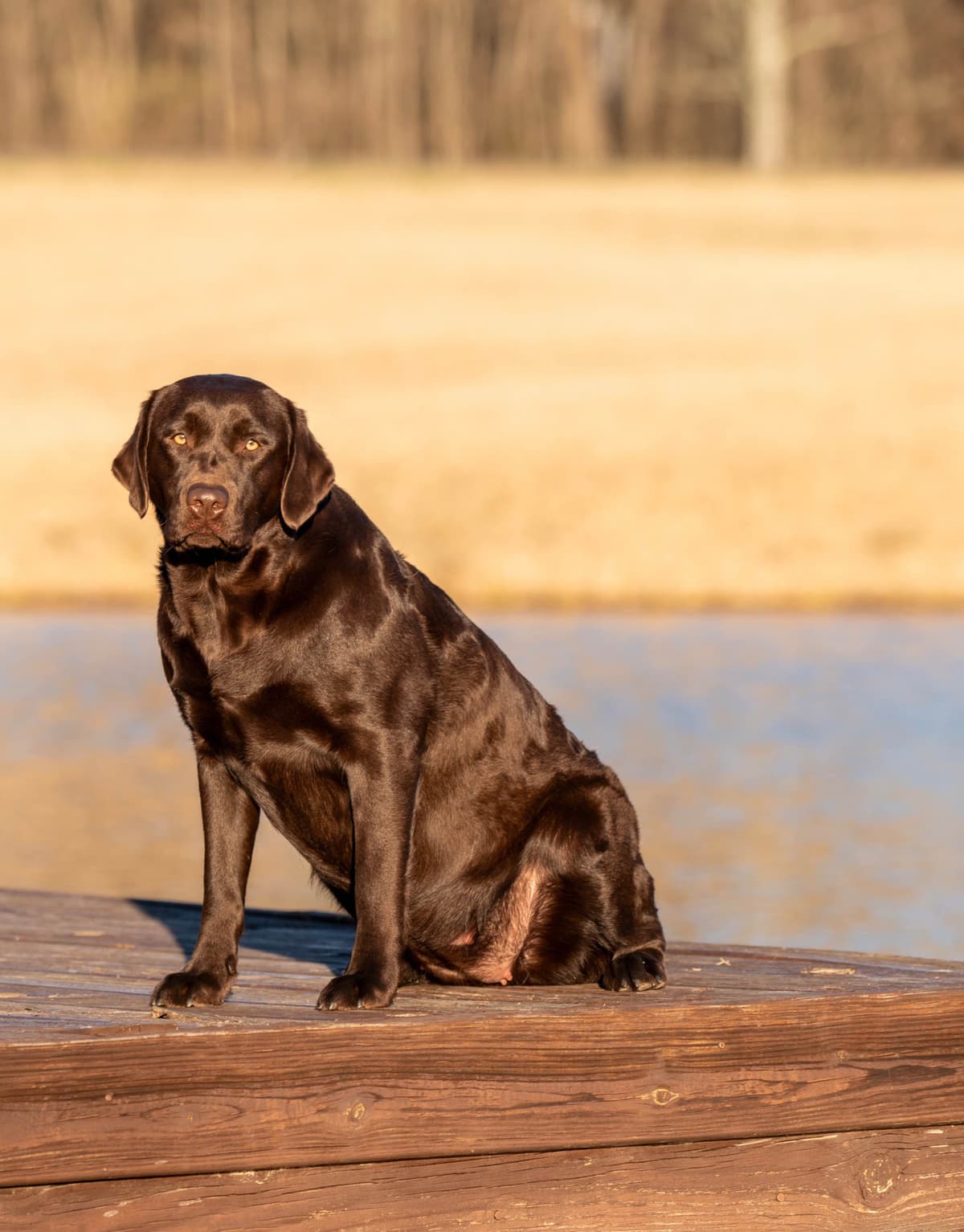 English Labrador Champion Bloodline Puppies breeder image 5