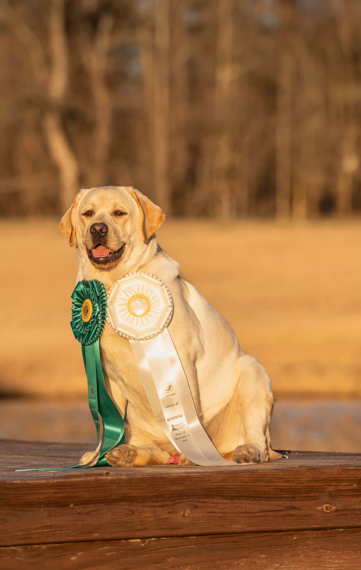 English Labrador Champion Bloodline Puppies breeder image 6