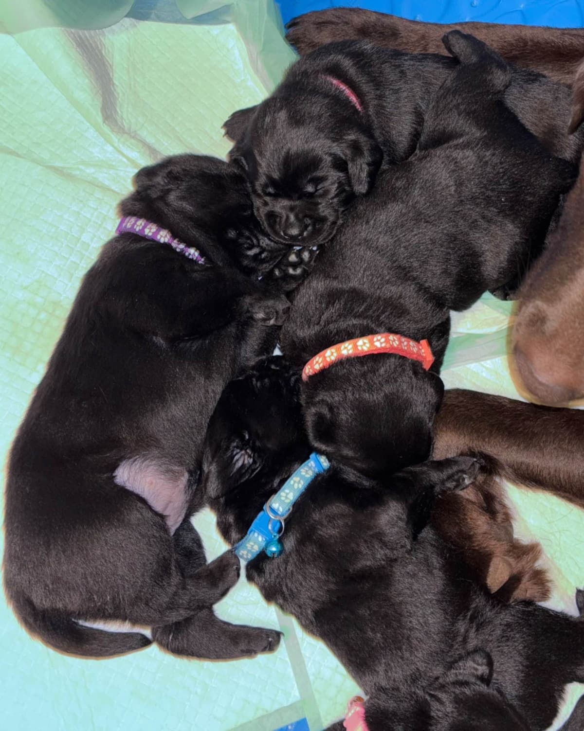 English Labrador Champion Bloodline Puppies breeder image 7