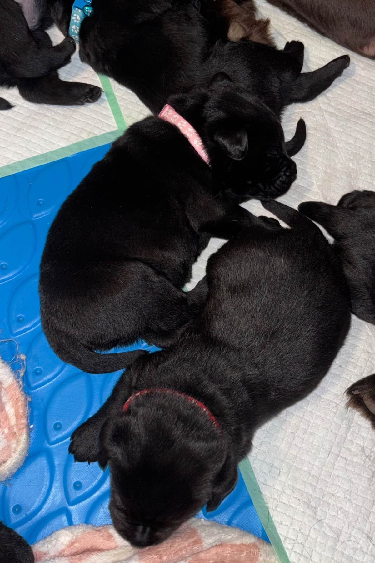 English Labrador Champion Bloodline Puppies breeder image 8