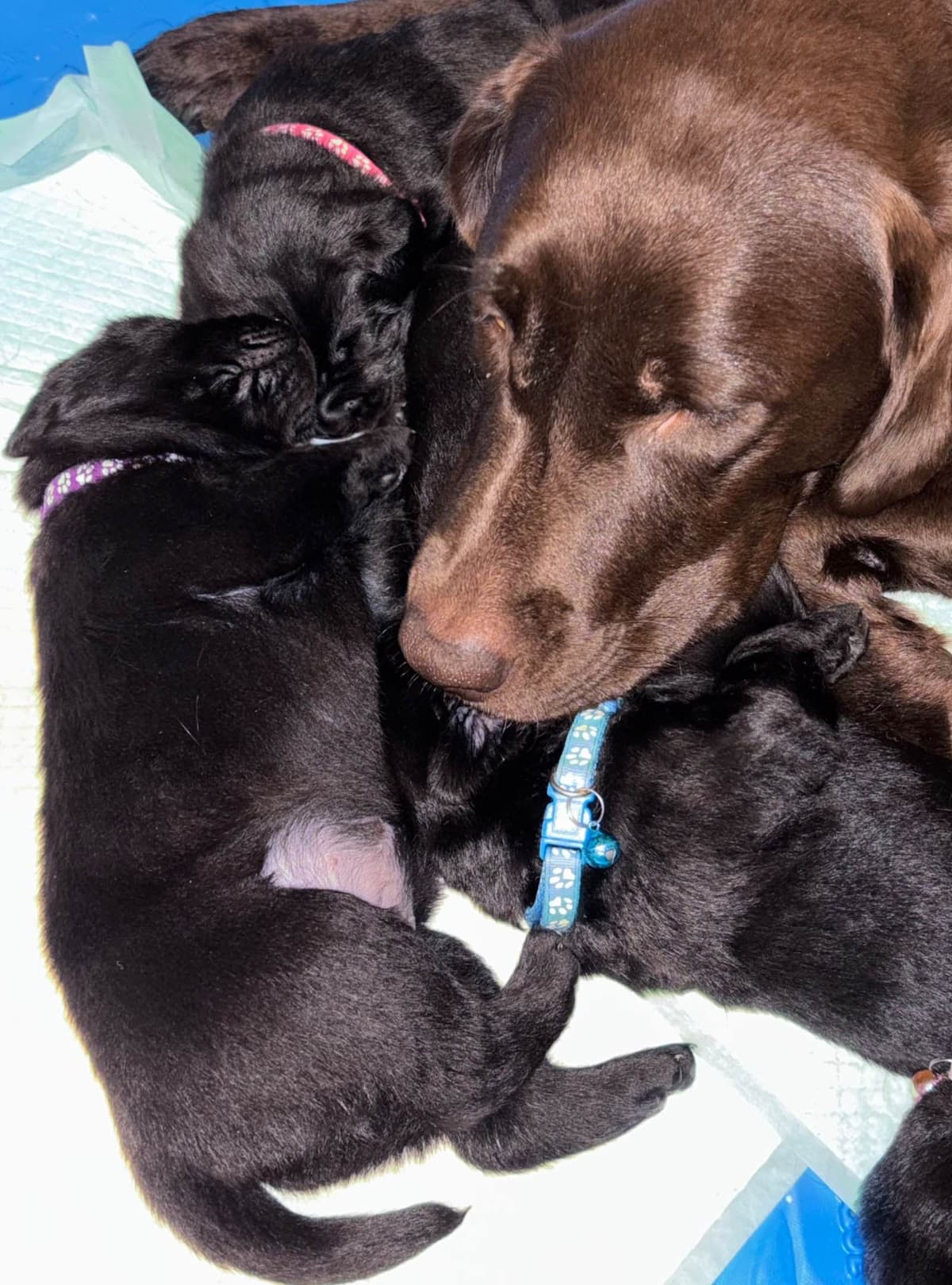 English Labrador Champion Bloodline Puppies breeder image 9